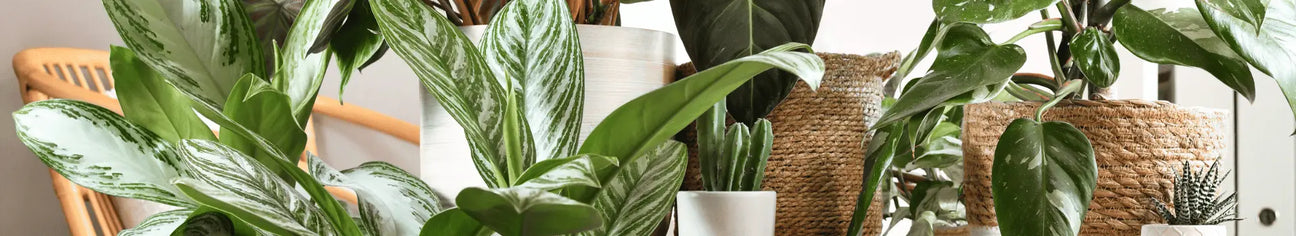 zimmerpflanzen und garten