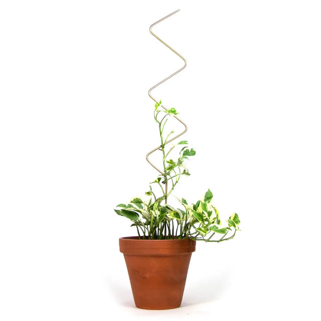 Rankhilfe Zig-Zag Gold von Botanopia