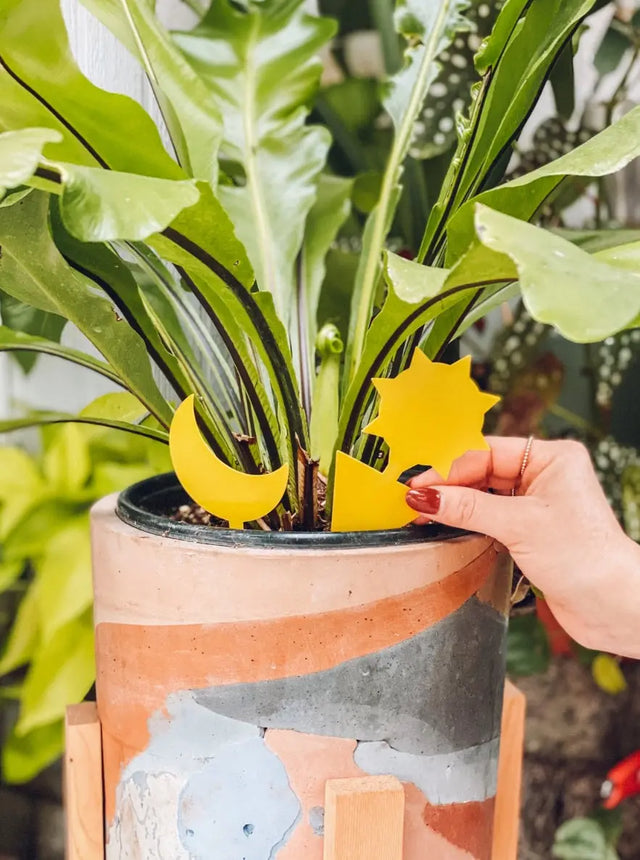 Pflanzen Insektenfalle Klebefallen Vorteilspaket 24 Stk. von Classy Casita