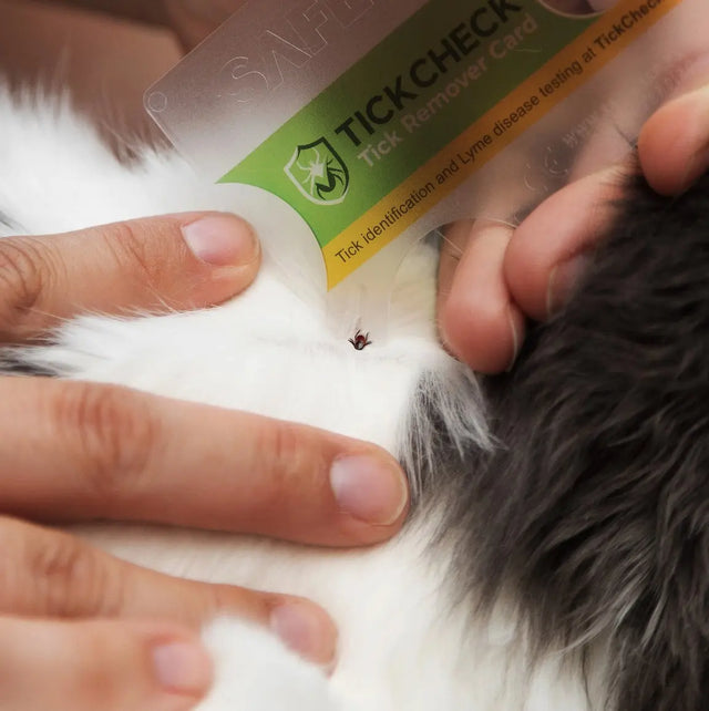 Zeckenkarte mit 3x Lupe für Mensch und Tier im Geldbeutelformat von Tickcheck