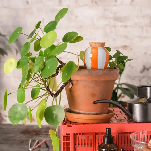 Bewässerungskegel Olla Orange-Blaue Streifen von guteszeug.ch