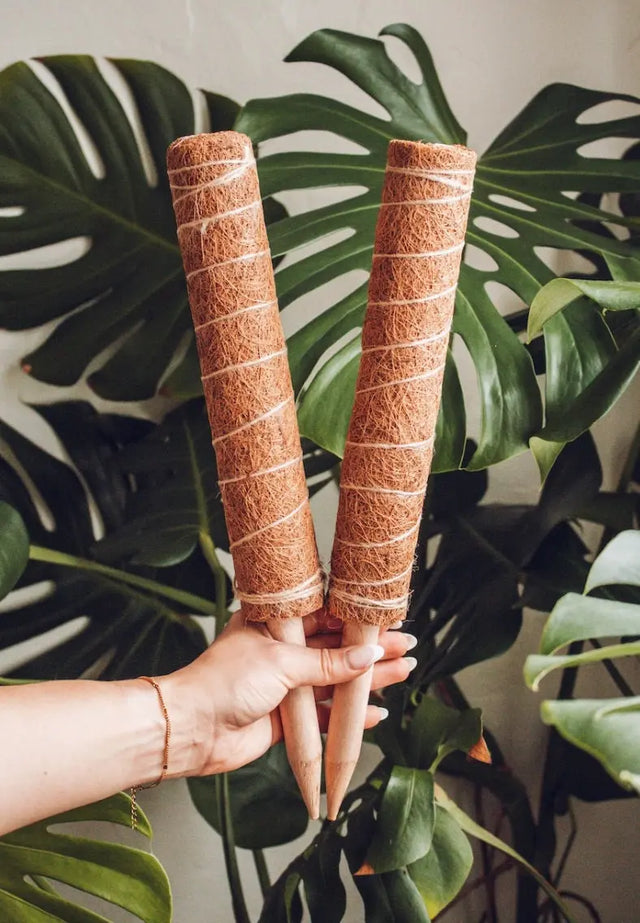 Kokosstäbe Rankhilfen 4er Set bis 160 cm Frei steckbar und kombinierbar von Classy Casita