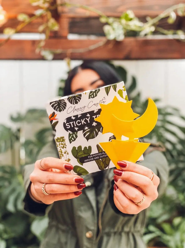 Pflanzen Insektenfalle Klebefallen Vorteilspaket 24 Stk. von Classy Casita