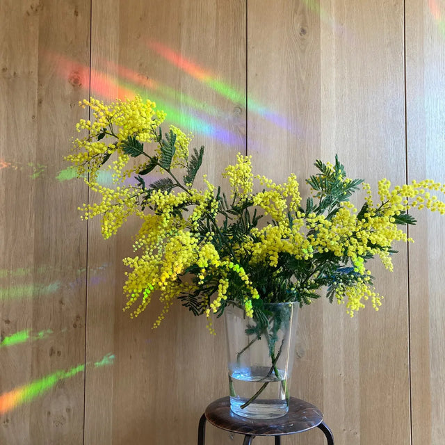 Sonnenfänger Fenstersticker You are my sunshine von Botanopia