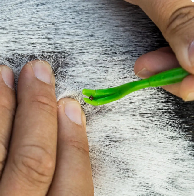 Zeckenentferner Familienpaket für Kinder und Erwachsene mit schliessbarem Beutel von Tickcheck