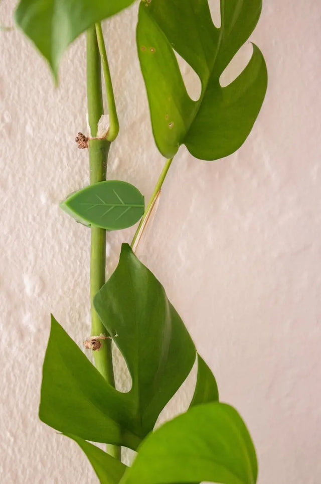 Halterung Clips Kletterpflanzen und Hängepflanzen Vorteilspaket 24 Stk. von Classy Casita