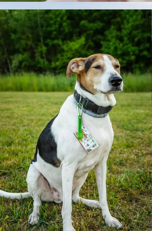 Zeckenentferner Mensch und Tier Löffelset 3er mit Karabiner für Rucksack oder Hund von Tickcheck
