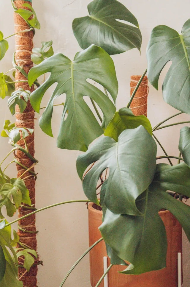 Kokosstäbe Rankhilfen 4er Set bis 160 cm Frei steckbar und kombinierbar von Classy Casita