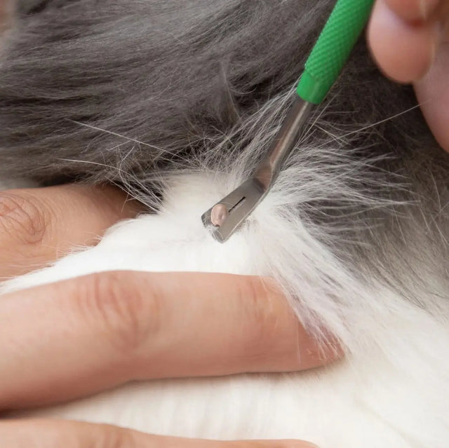 Premium Zeckenentferner Set Edelstahl mit Tasche für Mensch und Tier von Tickcheck