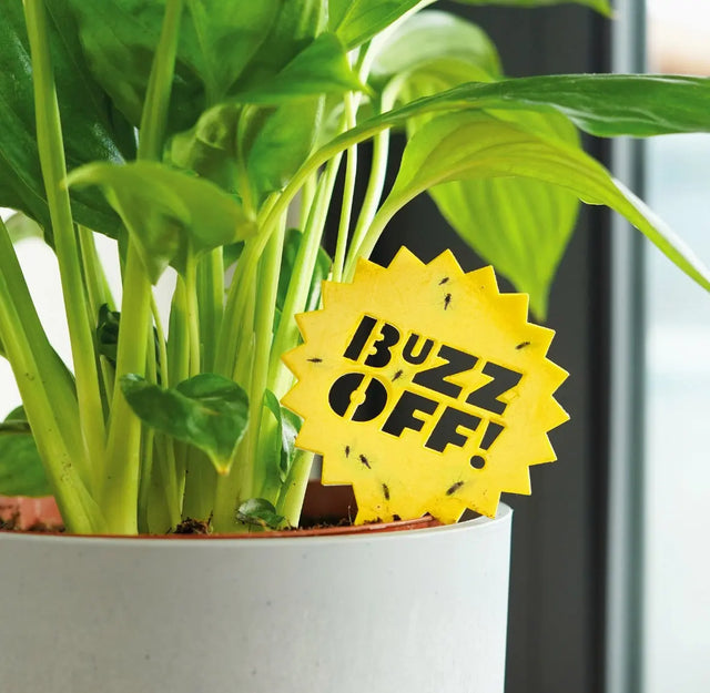 Pflanzen Flugverkehrskontrolle von Bubblegum