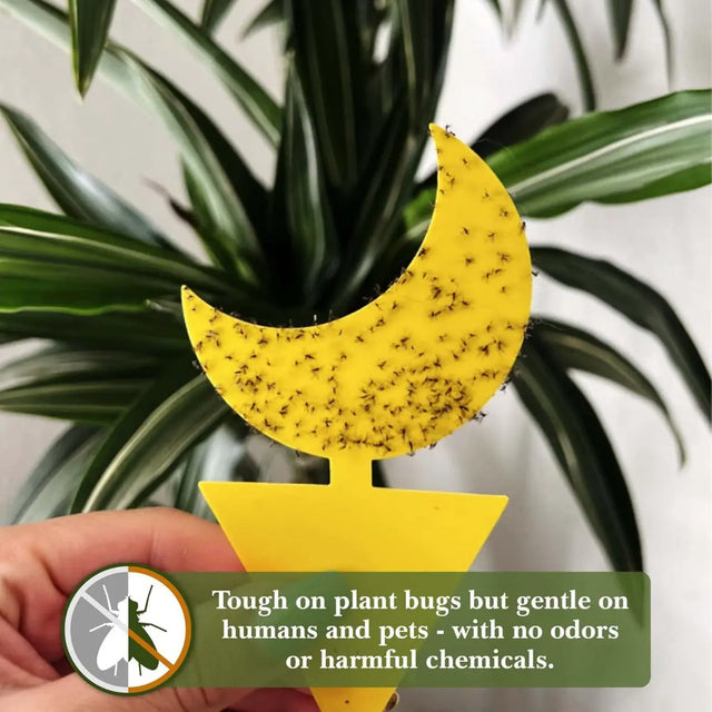 Pflanzen Insektenfalle Klebefallen Vorteilspaket 24 Stk. von Classy Casita