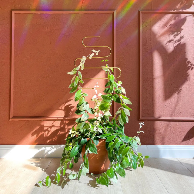 Rankhilfe Squiggle Gold von Botanopia