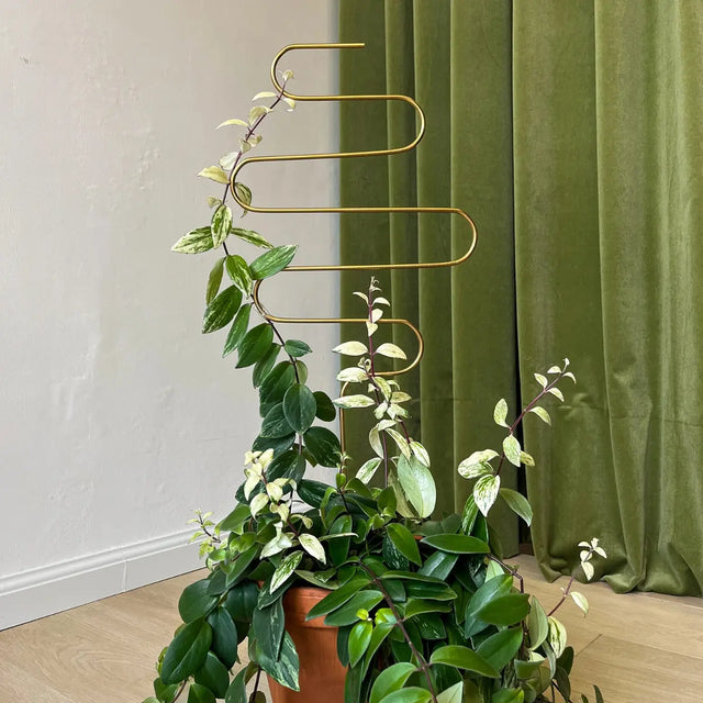 Rankhilfe Squiggle Gold von Botanopia