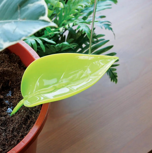 Pflanzen Giesshilfe Laubtrichter 6er Pack von Bubblegum