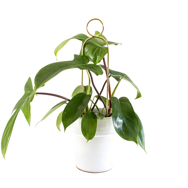 Rankhilfe Pompom Gold von Botanopia