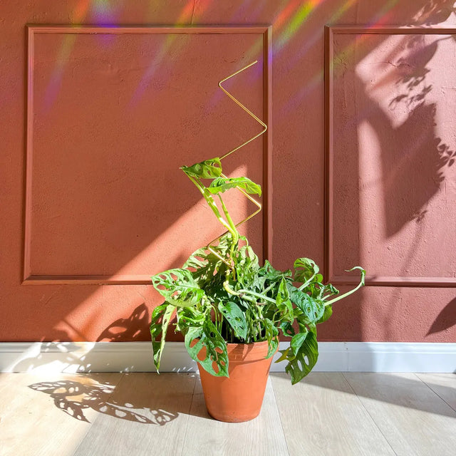 Rankhilfe Zig-Zag Gold von Botanopia