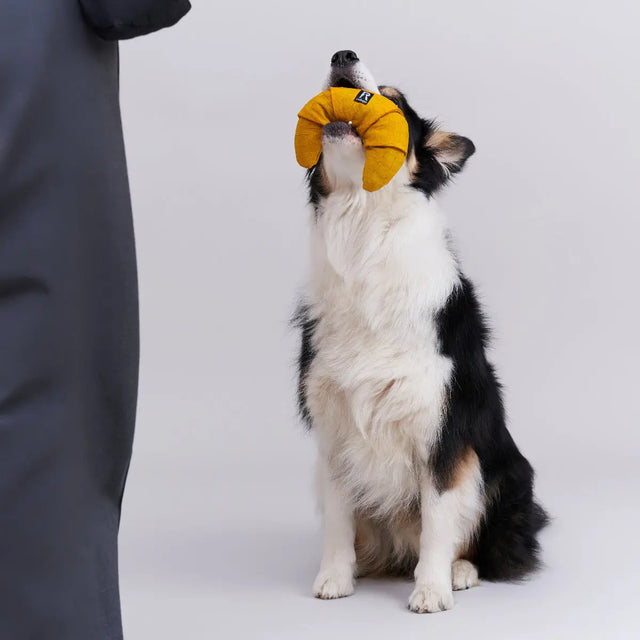Schnüffelspielzeug mit Leckerli Taschen von Redoggo