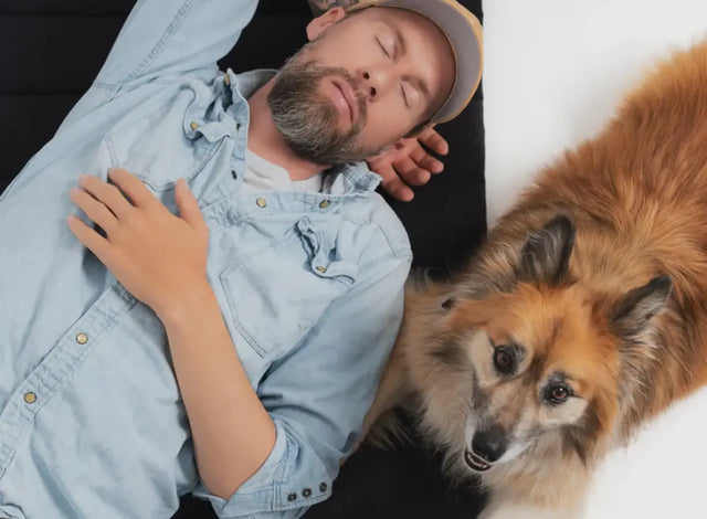 Hundedecke mit Trageschlaufe Gross von Redoggo