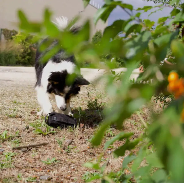 Futterdummy von Redoggo
