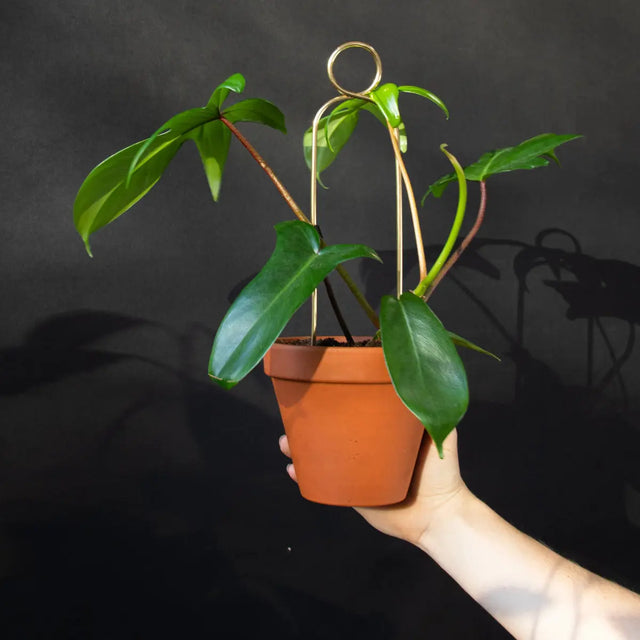 Rankhilfe Pompom Gold von Botanopia