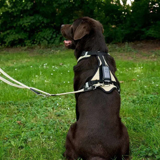 Hundegeschirr Schwarz L von Redoggo