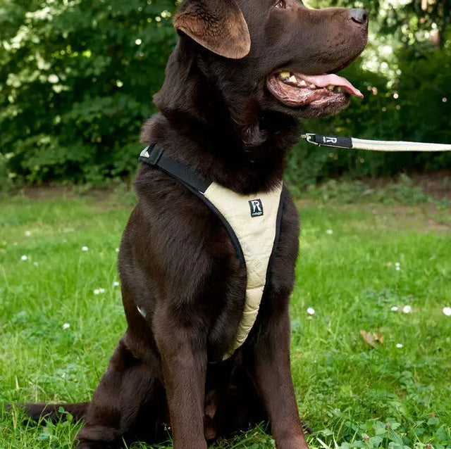 Hundegeschirr Schwarz L von Redoggo