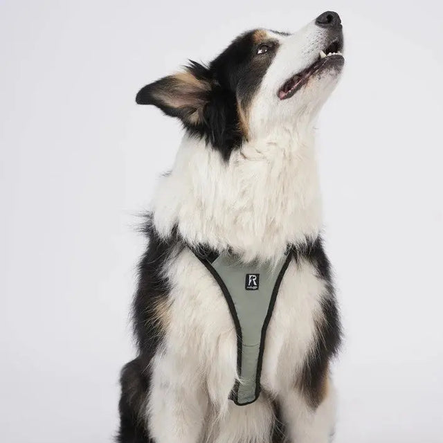 Hundegeschirr Schwarz M von Redoggo