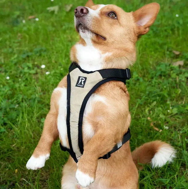 Hundegeschirr Schwarz S von Redoggo