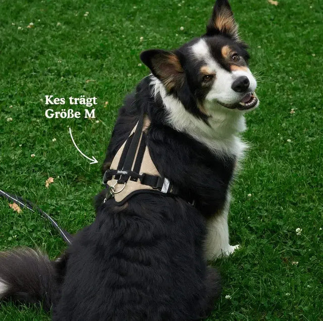 Hundegeschirr Schwarz M von Redoggo