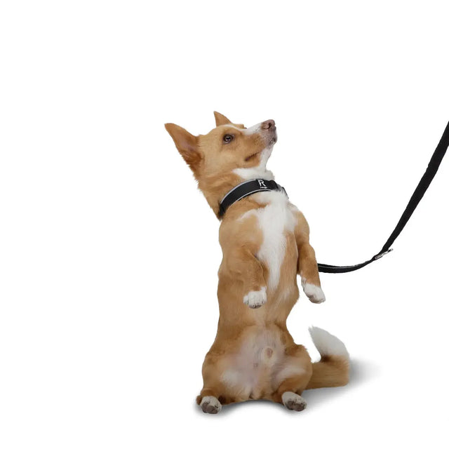 Halsband S von Redoggo