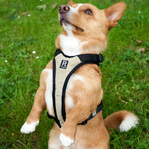 Halsbänder & Leinen