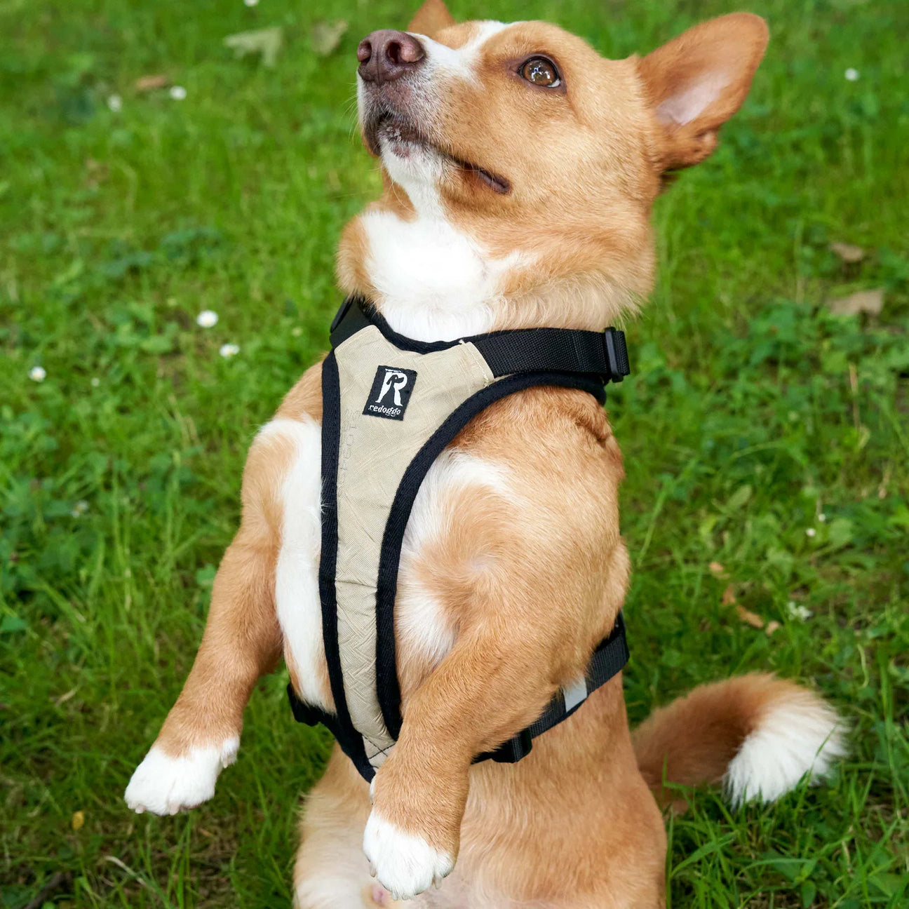Halsbänder-Leinen bei guteszeug.ch