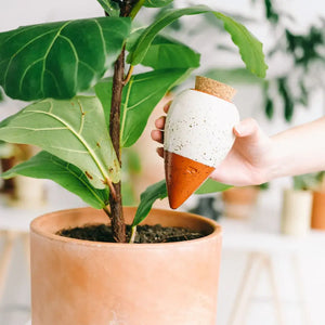 Zimmerpflanzen Zubehör