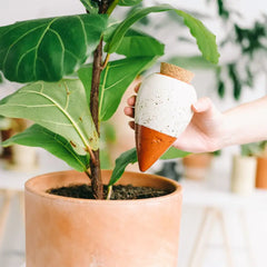 Zimmerpflanzen Zubehör