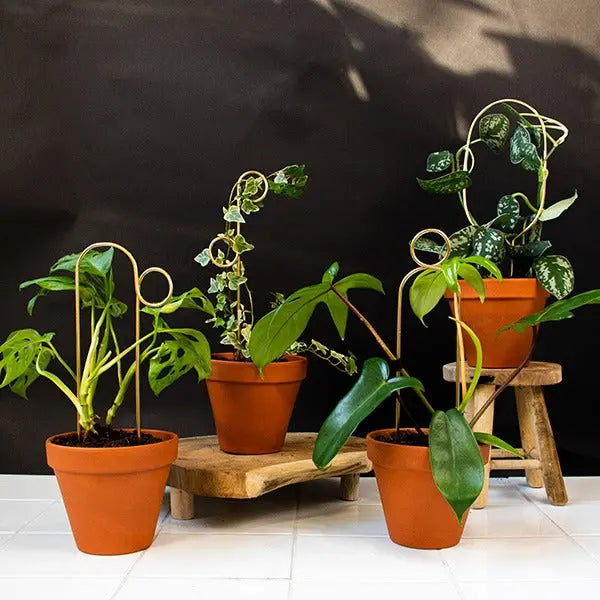 Mini Rankhilfen Hoop Gold von Botanopia