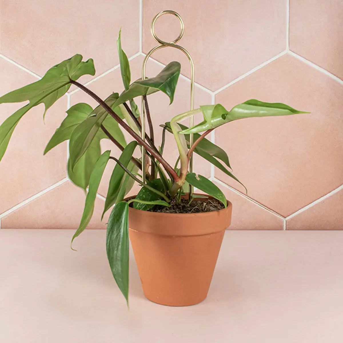 Rankhilfe Pompom Gold von Botanopia
