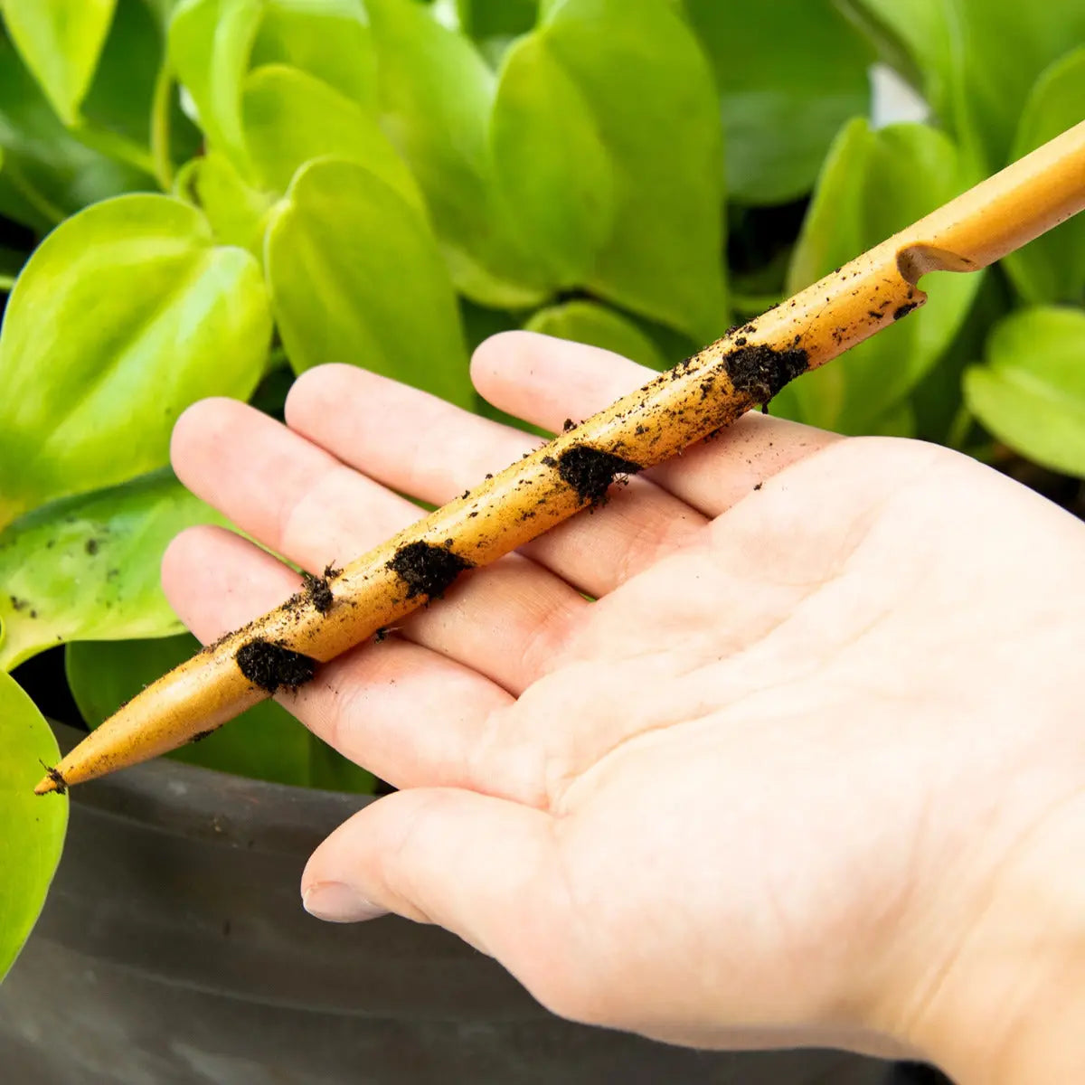 Bodentester Feuchtigkeit von Botanopia
