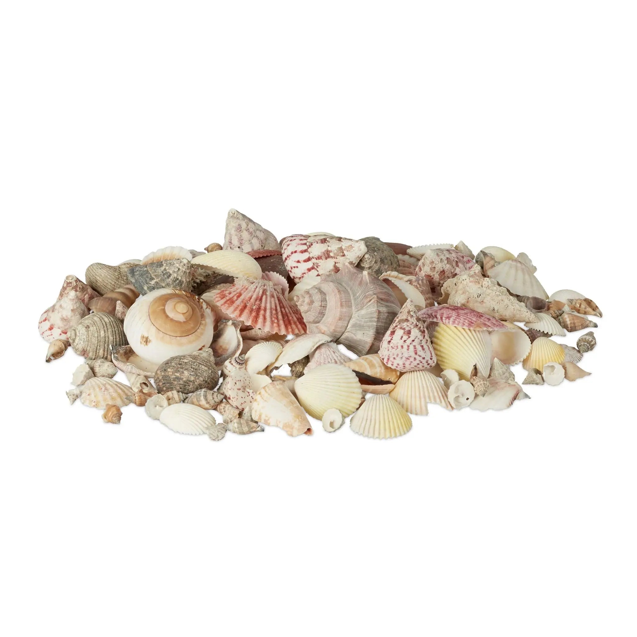 Muschel Set mit Meeresschnecken 1kg Silber von Relaxdays