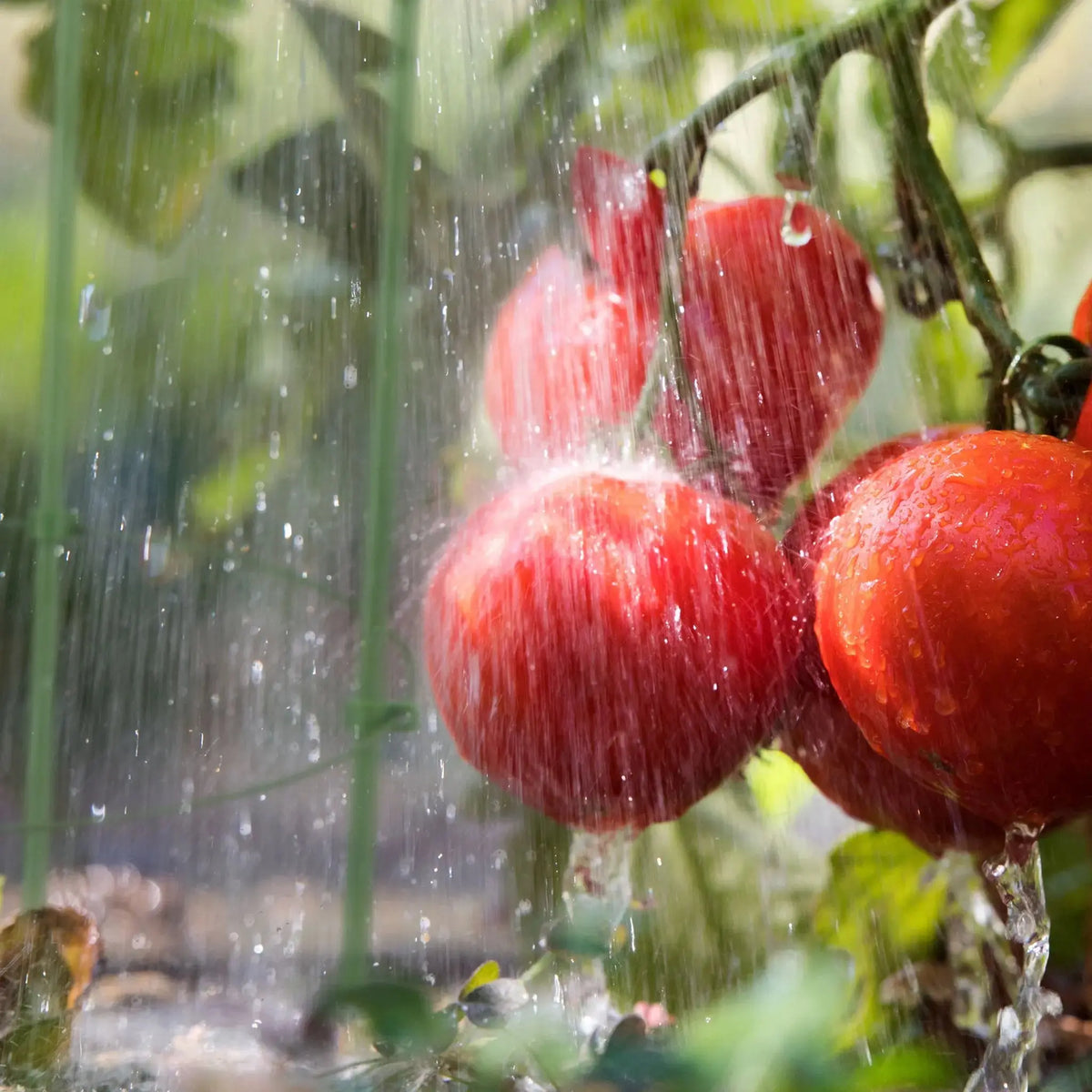 Rankhilfe Tomaten 2er-Set Grün von Relaxdays