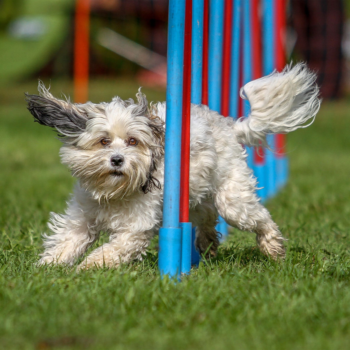 Dog Agility Wippe Dunkelgrün-Dunkelrot-Hellbraun von Relaxdays