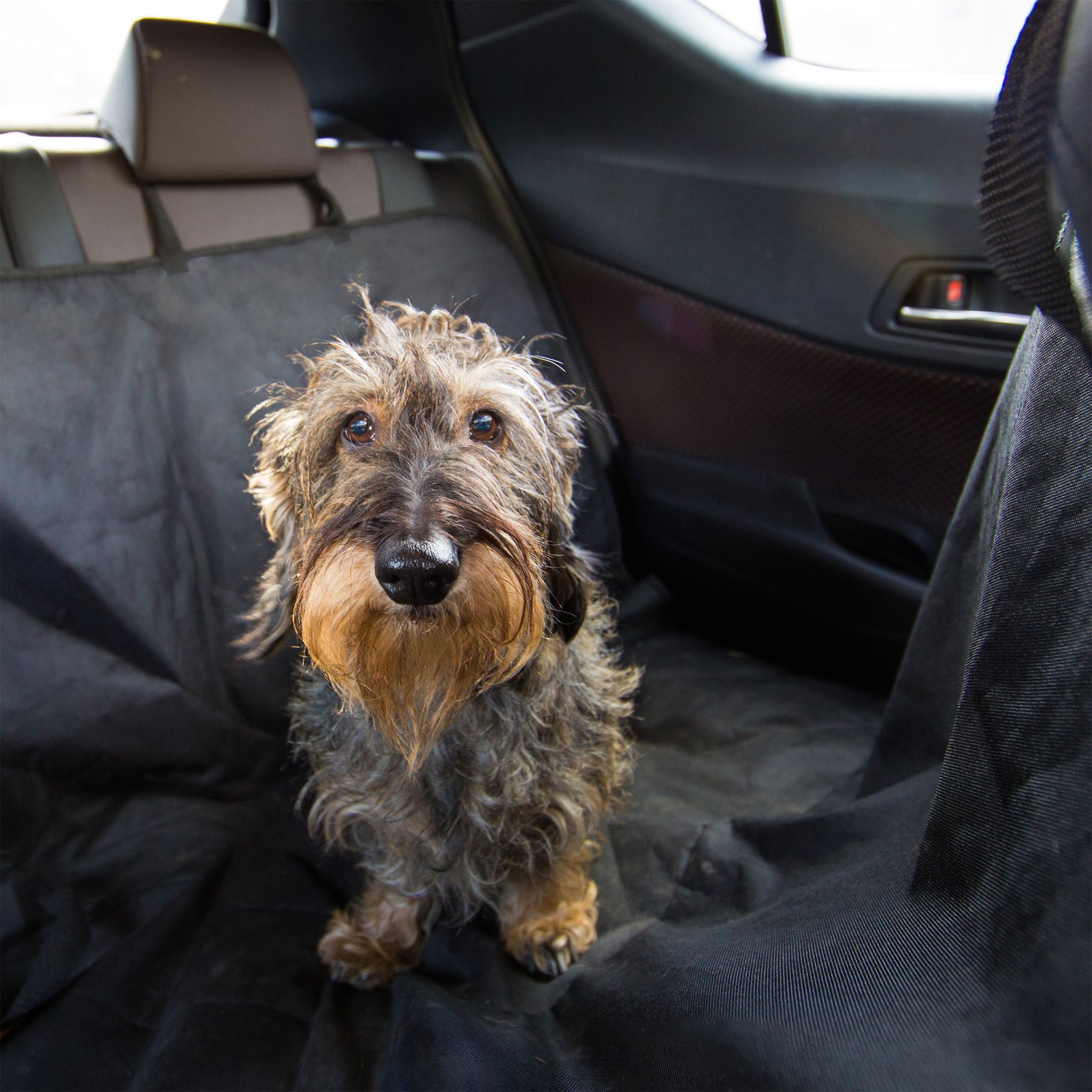 Hundedecke Auto Schwarz
