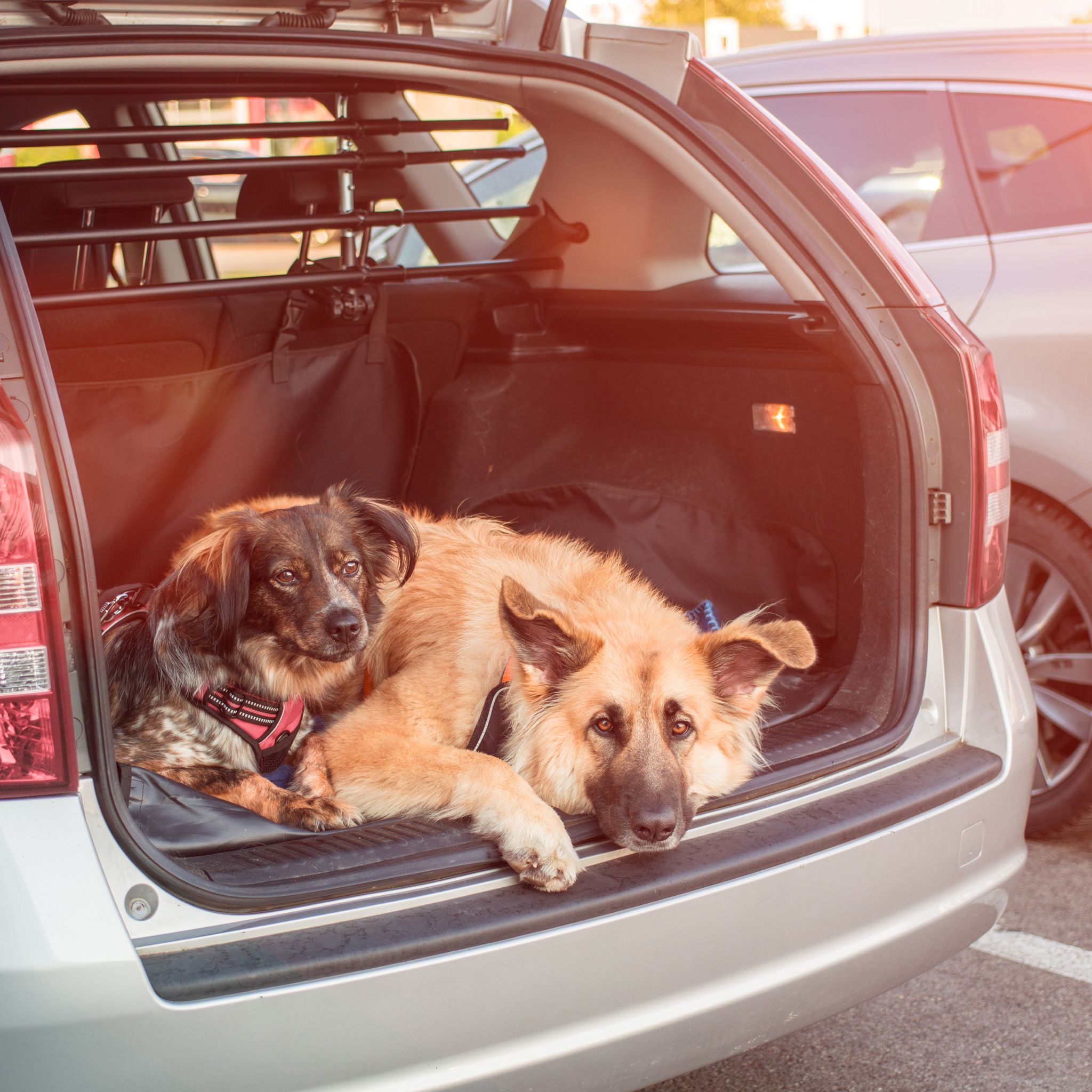 Hundedecke Auto Schwarz