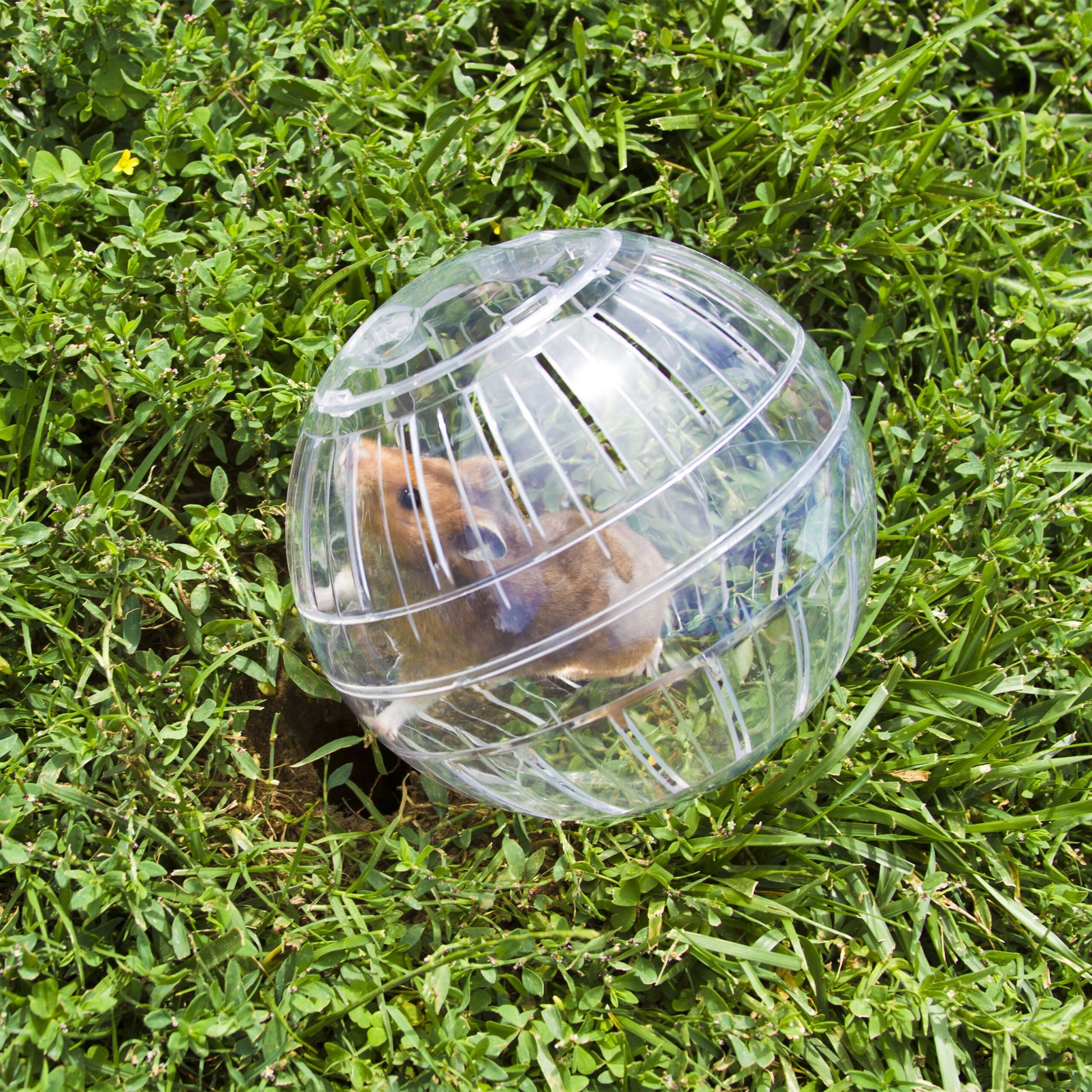 Hamsterball transparent Transparent von Relaxdays
