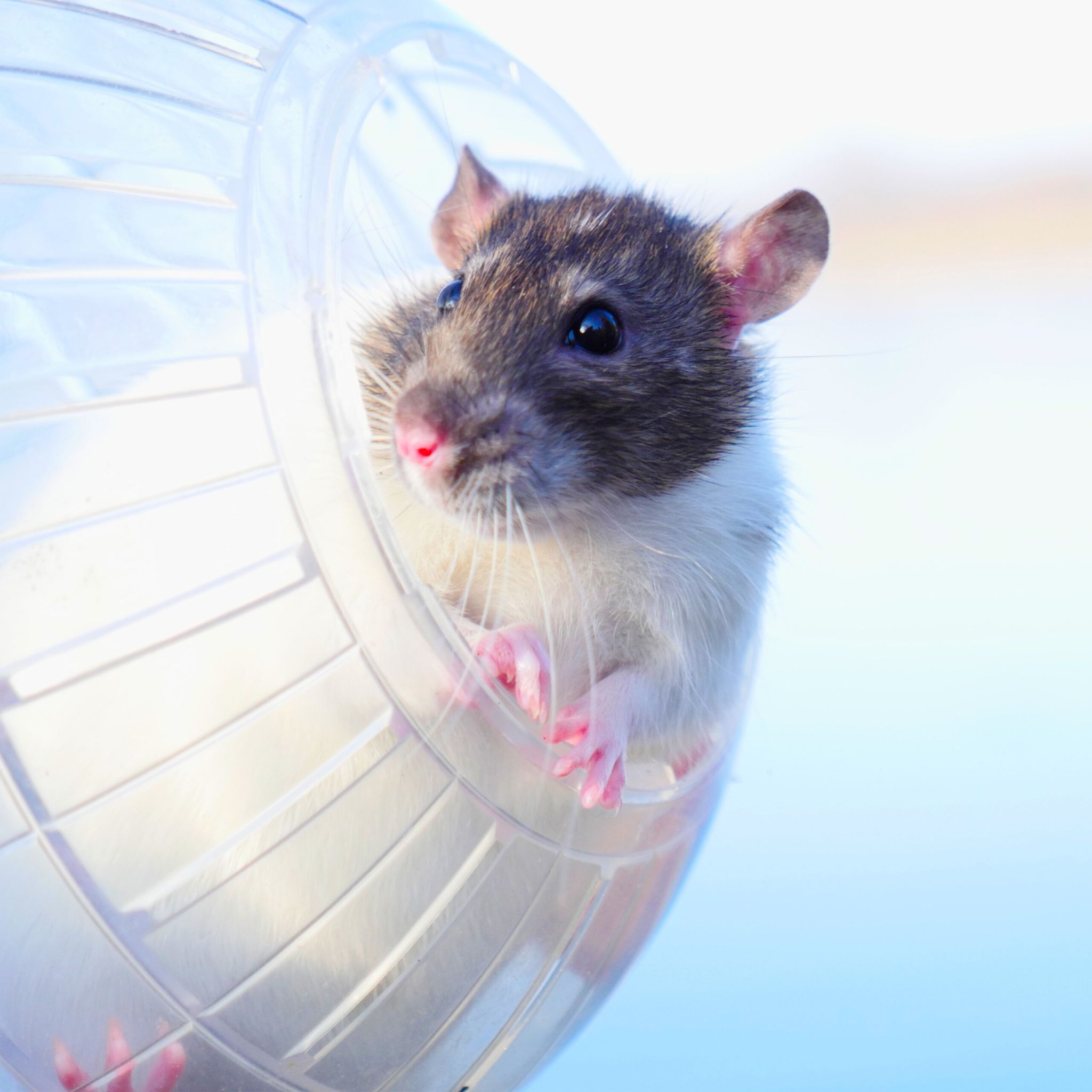 Hamsterball transparent Transparent von Relaxdays
