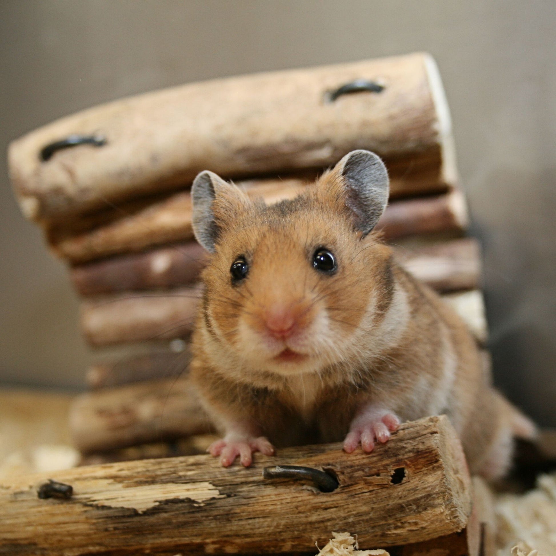 Hamsterball transparent Transparent von Relaxdays