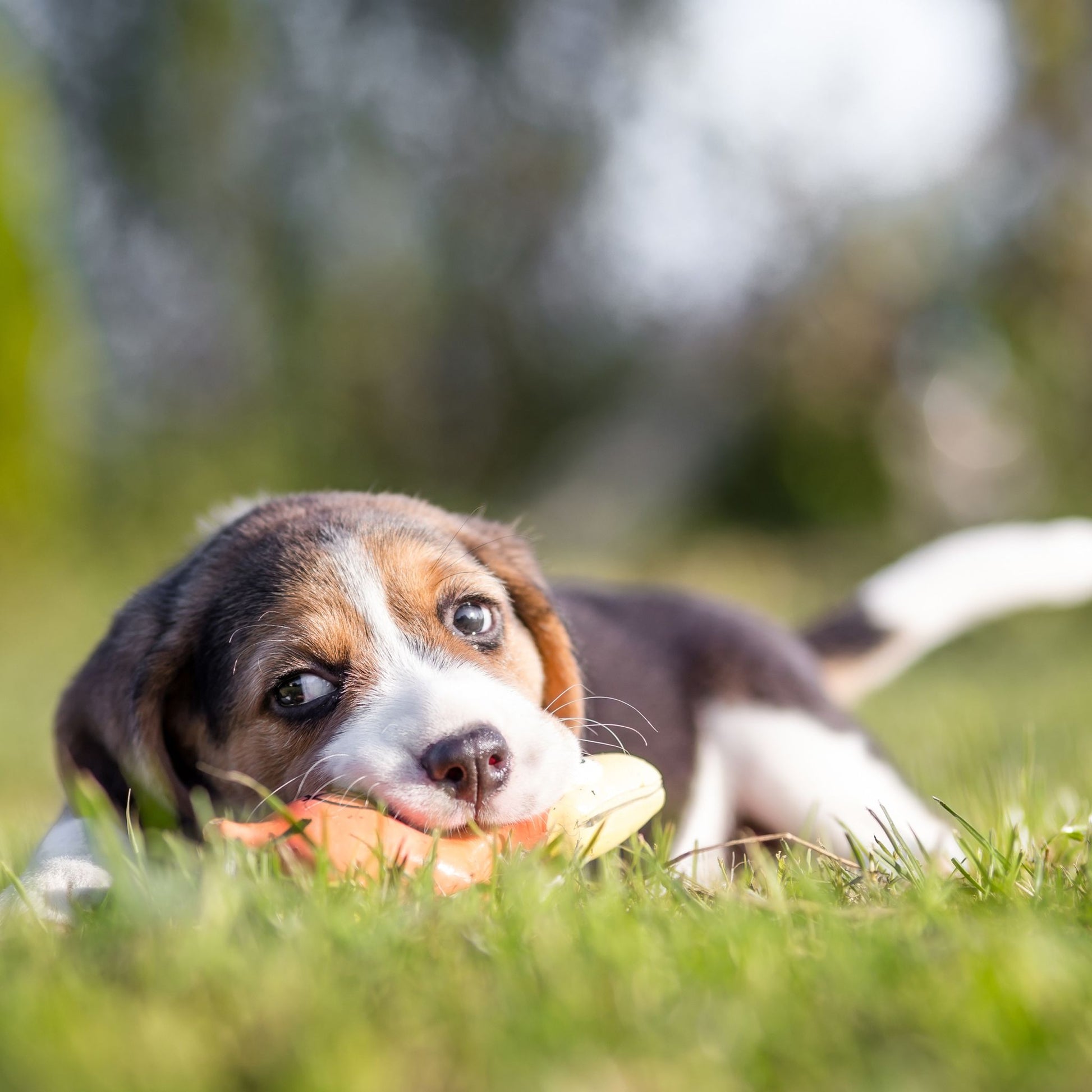 Hundespielzeug Wurst Braun-Creme von Relaxdays
