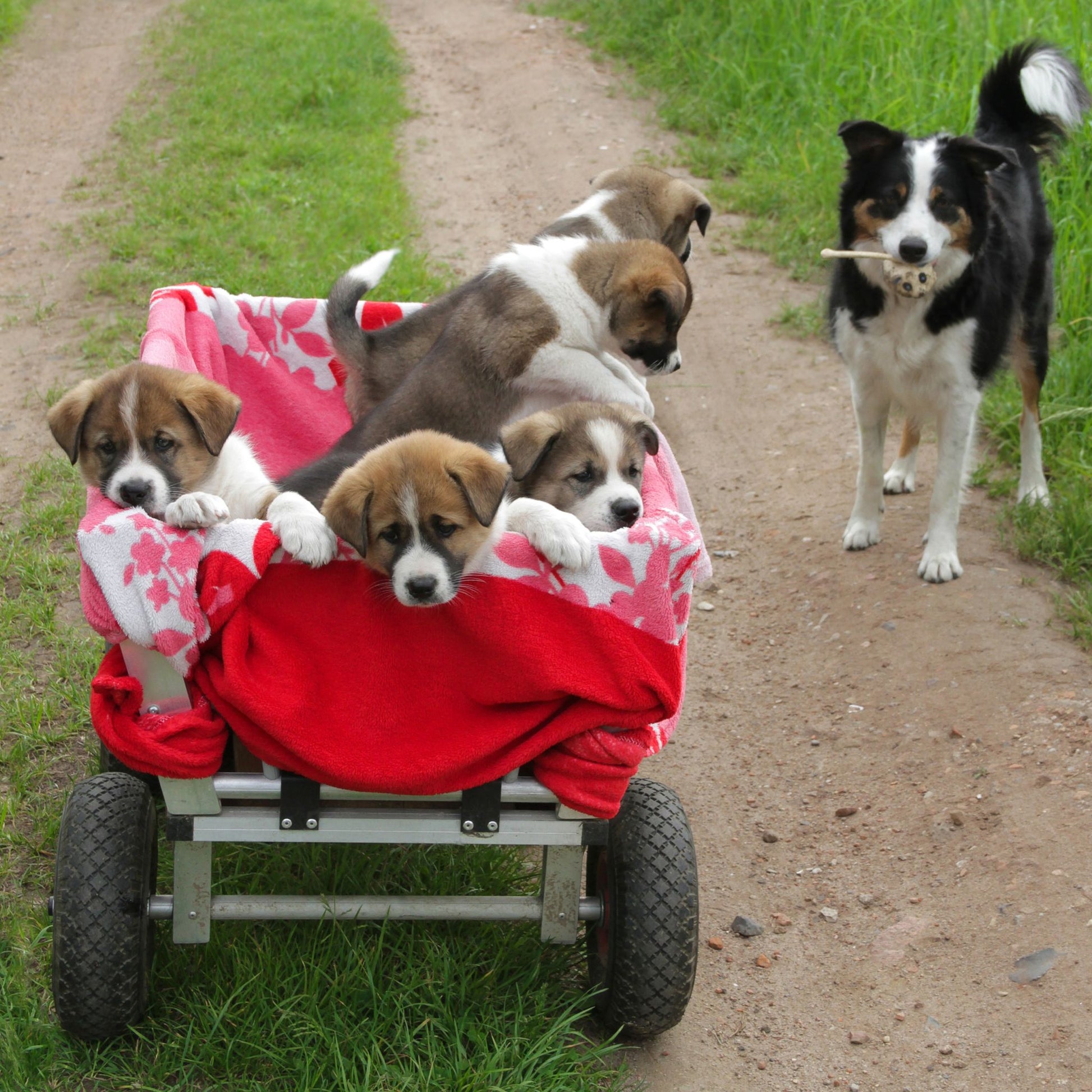 Sackkarrenrad mit Stahlfelge 2er-Set Rot-Schwarz von Relaxdays