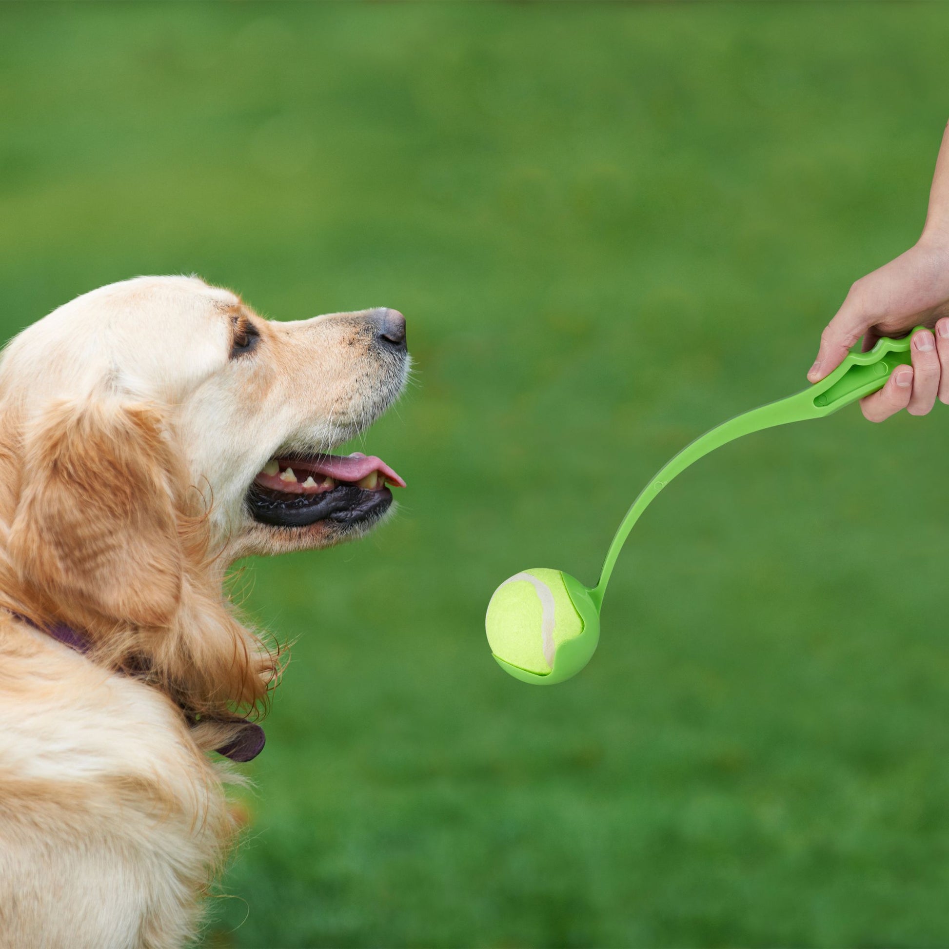 Ballschleuder für Hunde 2er-Set Blau-Gelb-Grün von Relaxdays