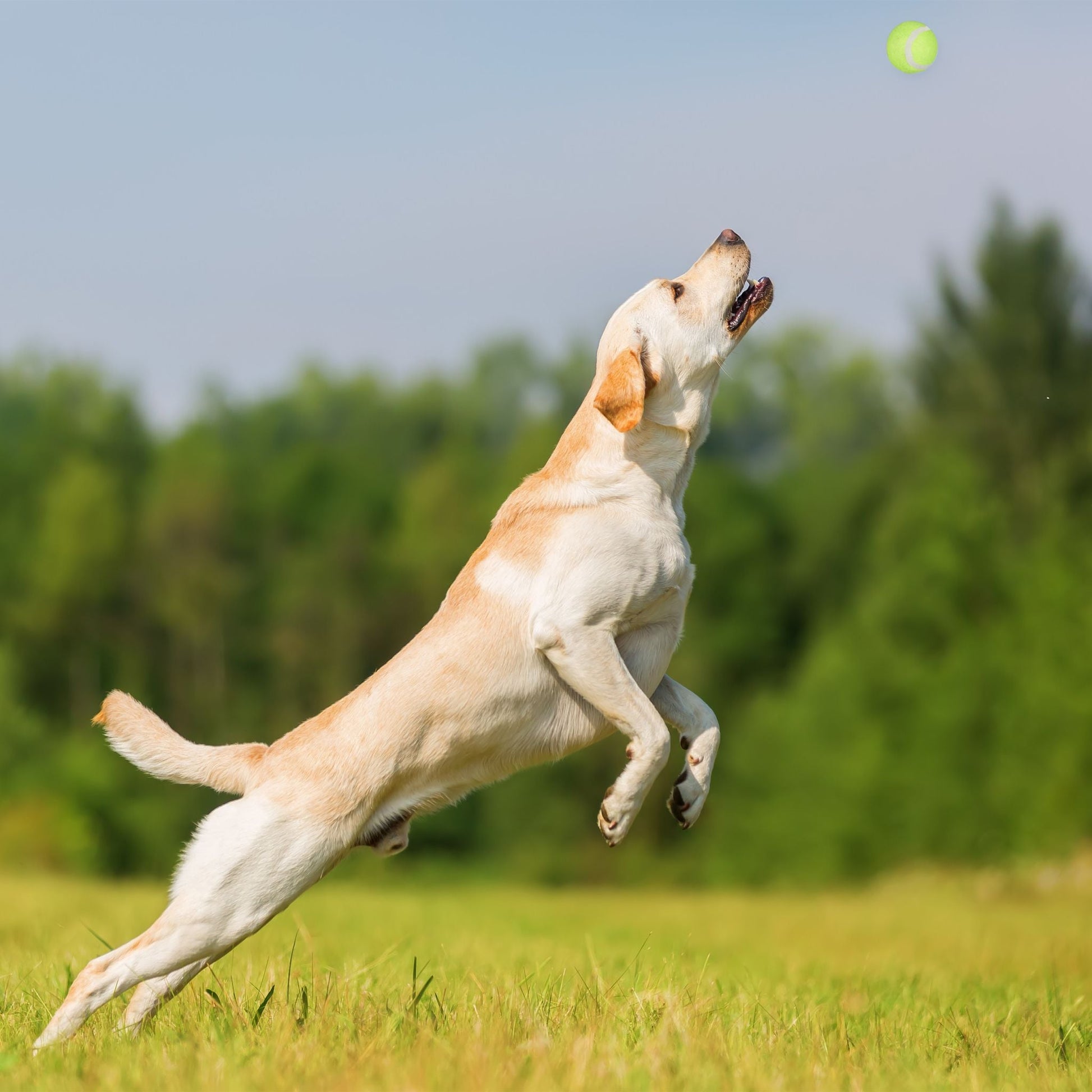 Ballschleuder für Hunde 2er-Set Blau-Gelb-Grün von Relaxdays