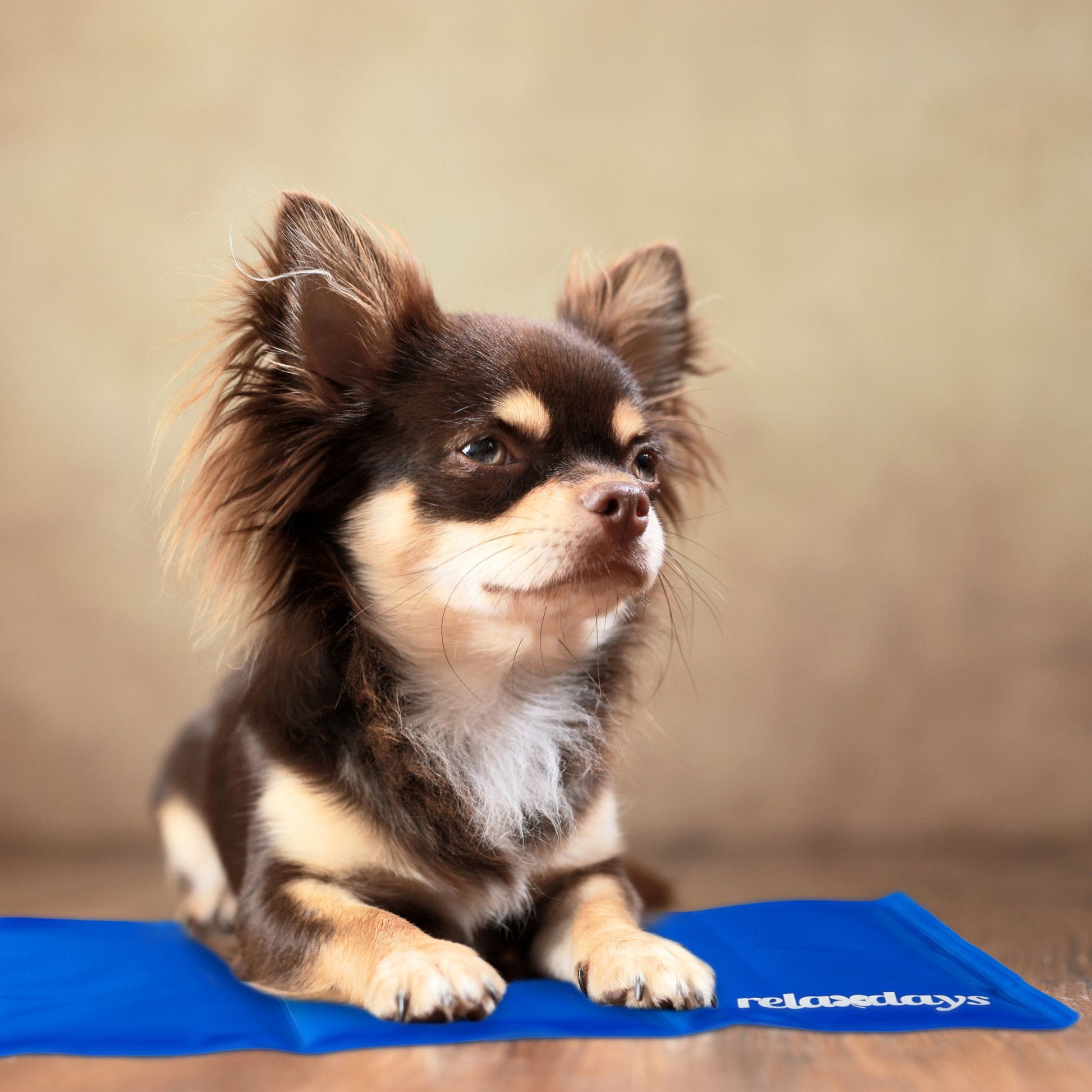 Kühlmatte Hund blau Blau von Relaxdays